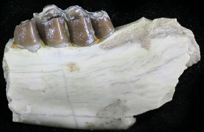 Oligocene Horse (Mesohippus) Jaw Section #25100